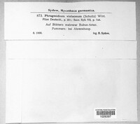 Phragmidium violaceum image